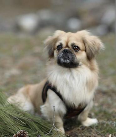 it balasi: Pekines, Erkək, Sənədli, Ünvandan götürmə — 1