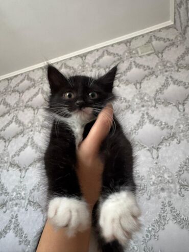 кошка без шерсти: Котёнок с контрастным окрасом: чёрная шерсть с белыми лапками и