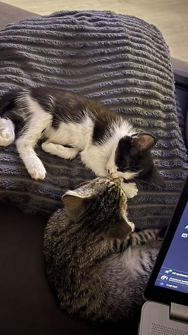 кошка черная: Кошка даром: Беспородная, 3 месяца, Девочка, Приучена к лотку — 4