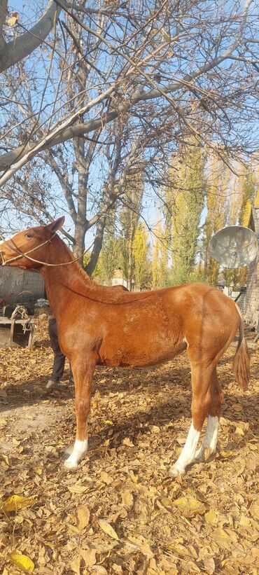 гидропонный корм: Продаю | Жеребенок | Конный спорт