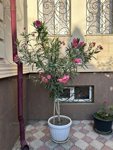 цветы женское счастье цена: Крупный комнатно-садовый олеандр (Nerium oleander) в декоративной