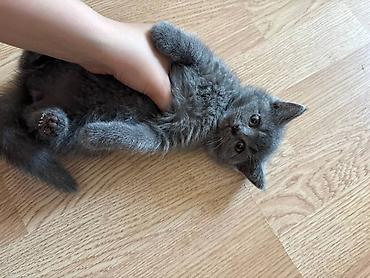 Кошки: Boz tüklü balaca pişik balası • Cins: qısa tüklü, bərk və ipək kimi — 3