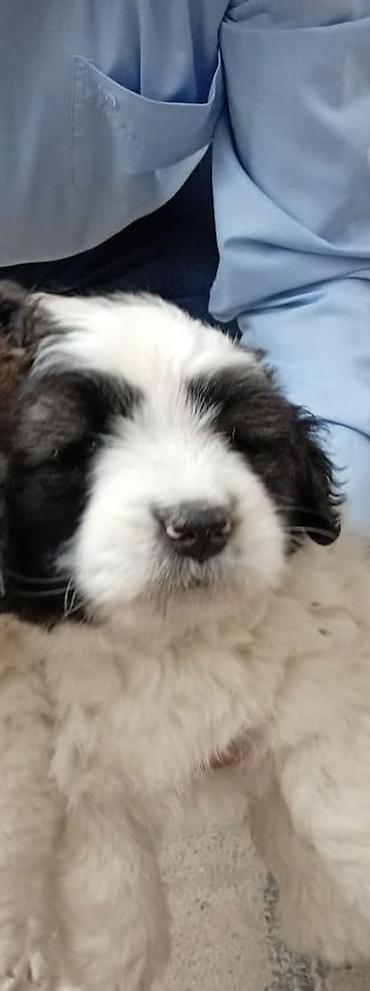 ev iti type 1: Pekines, Dişi, Ödənişli çatdırılma — 4