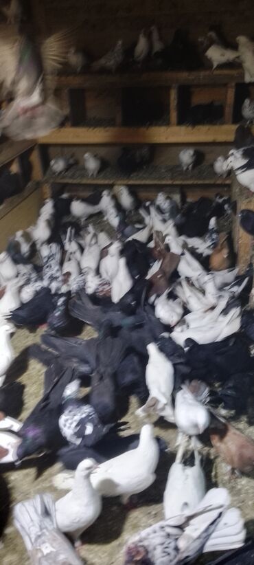 вислоухий шотландец мраморный: Məhsul: Ev göyərçinləri toplusu Təsvir: - Şəkillərdə müxtəlif rəng və lalafo.az -da вислоухий шотландец мраморный: Məhsul: Ev göyərçinləri toplusu Təsvir: - Şəkillərdə müxtəlif rəng və