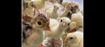 продаю индук: Продаю | Индюшка (самка), Индюшата | Для разведения | Племенные