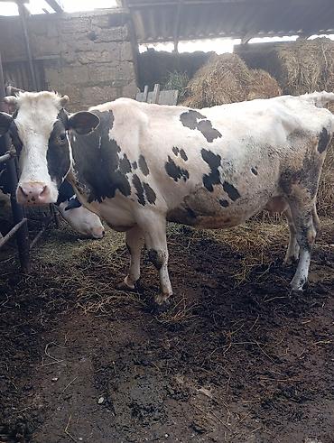 it balasi type 0: 4 qarına ivanovqa. ay yarım qalır doğmağına unvan bine savxoz — 1