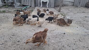 попугаи корелла цена: Птицы