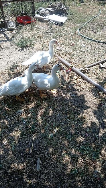 damaz: Salam.pekin ördəkləri satılır biri 15manata təxminən 3,4aylığdılar — 2