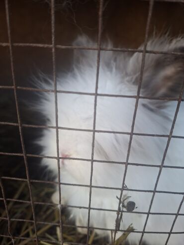 Dovşanlar: Uzun tüklü dekorativ dovşan - Növ: dekorativ, uzun tüklü (aslanbaş — 11