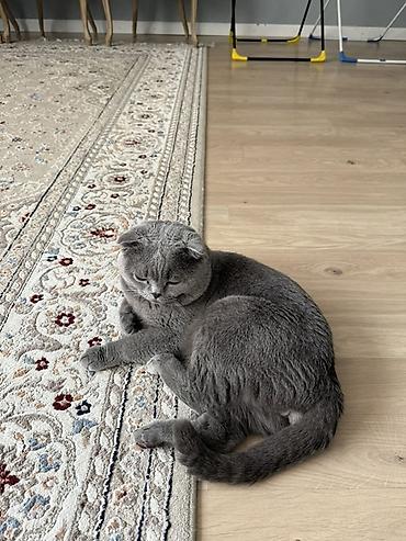 шотланские кошки: Скотиш Фолд (Шотландская вислоухая), 3 года, Мальчик, Серый — 1