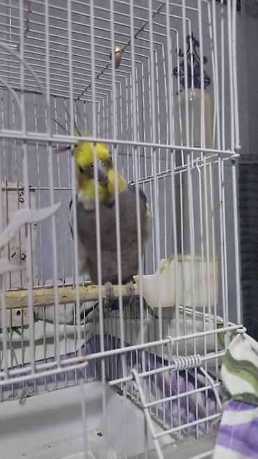 sarı quş: Nimfa (Cockatiel) qağayısı və qəfəsi - Növ: Nimfa (Cockatiel) – boz — 2