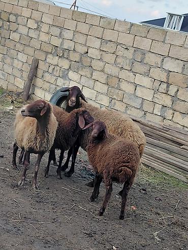 qoyun satışı: Dişi, il: 4, Damazlıq, Ünvandan götürmə — 3