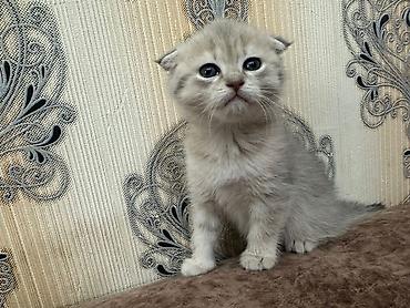 Pişiklər: Şinşilla, Dişi — 10