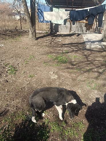 Продажа собак: Колли, 7 месяцев, Самец — 14