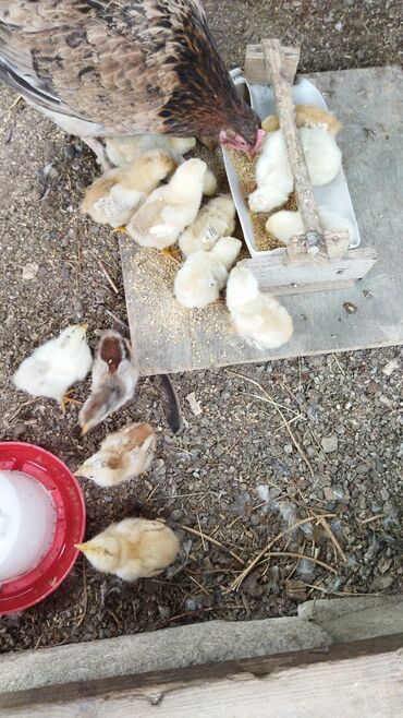 Xoruzlar: Xoruz, Brama, il: 1, Ünvandan götürmə, Ödənişli çatdırılma — 10