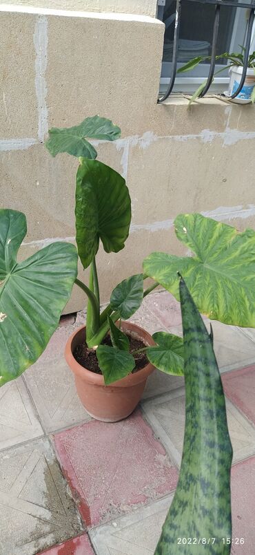 orxideya gulu qiymetleri: Alocasia Macrorrhiza adora/ Fil qulağı bitkisi. Havadakı bütün