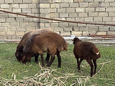 dişi: Salam qala cinsi qoyunlardir.1 disi 1 qoc 1 eded disi quzudur.disi — 4