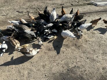 Ördəklər: Salam Aleykum Satılır Ördək Qaz Ördək Cücəsi Toyoq 36 Ədəd Lal Ördək — 25