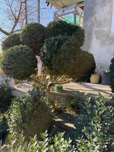 Şitillər: Şimşir tingləri satıram. Onlar dekorativ haşiyələr, hedcinqlər və — 1