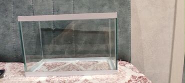 аквариум баку: 6ldir işlenmeyib ünvan xırdalan