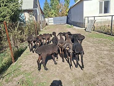 зоомагазин бишкек с животными: Продаю | Ягненок — 1