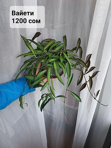 Хойи: Взрослые сортовые хойи
Цена, название и подробности на фото — 6