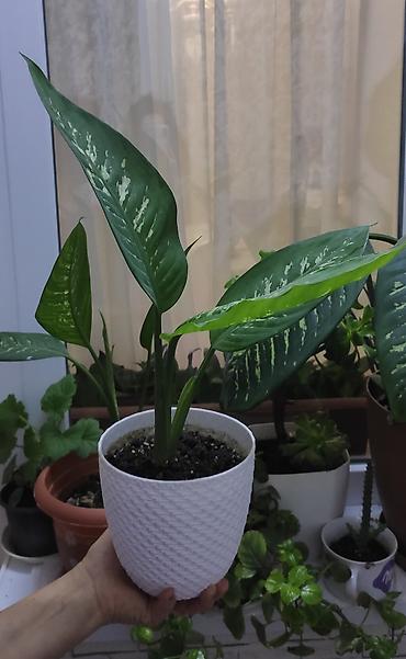 ev guleri: Dieffenbachia (difenbaxiya) dekorativ otaq bitkisi - Uzun, iri — 1