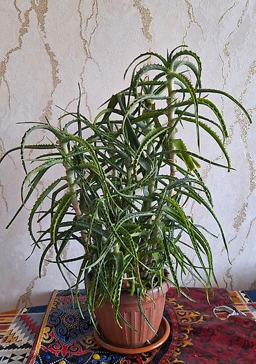 Алоэ: Алоэ в горшках (крупные куртины) - Вид: алоэ — 3