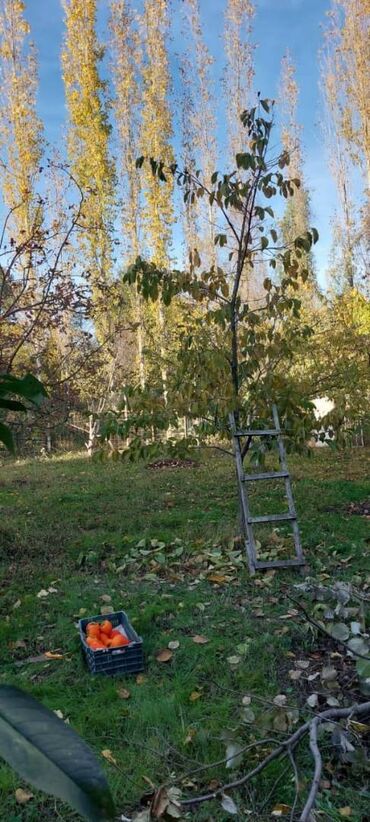 Bağ evlərinin satışı: Xudat, 45 kv. m, 2 otaqlı, Hovuzsuz, Su, İşıq, Qaz -da lalafo.az — 9 Bağ evlərinin satışı: Xudat, 45 kv. m, 2 otaqlı, Hovuzsuz, Su, İşıq, Qaz — 9