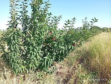 черный принц фикус: 🌳. Продаю #Сад #үлүш жер) #бак дача) общая площадь 3гектар — 2