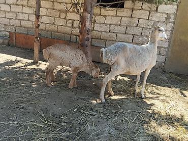 yetim quzu: 2 si de 3 cü qarindi balanın biri Erkey biri dişidi heyvanlar — 3