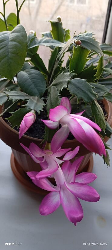 Декабристы: Шлюмбергера (декабрист) в горшке - Комнатное цветущее растение с — 8