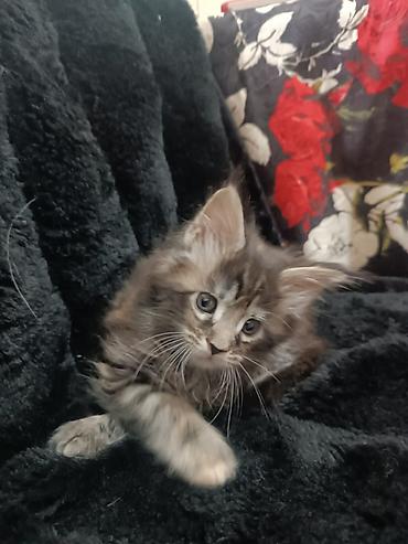 Продажа кошек: Мейн-кун, 1 месяц, Девочка — 9