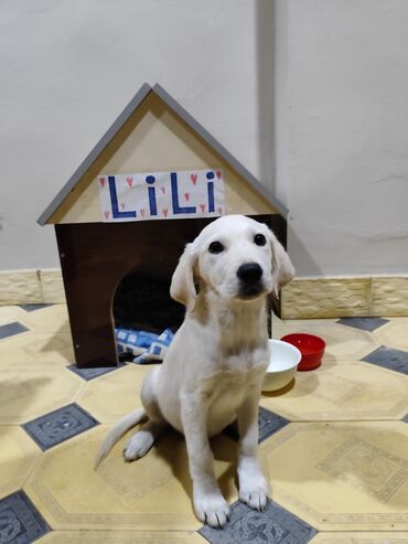 ev itləri: Labrador-retriver, 6 ay, Dişi, Peyvəndli, Ünvandan götürmə, Pulsuz çatdırılma, Ödənişli çatdırılma