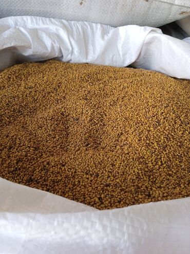 bitki toxumlarinin satisi: Məhsul: Yonca toxumu (Medicago sativa) – kisələrlə Təsvir: -