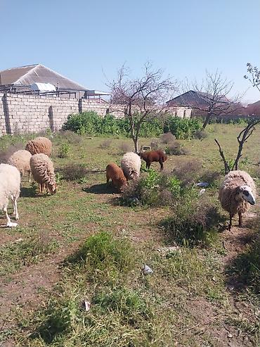 Qoyunlar, qoçlar: Razılaşma yolu ilə çox təcili satılır.balalı balasız fərq etmir — 32