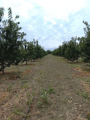 бизнес: 122 sot, Biznes üçün, Mülkiyyətçi, Kupça (Çıxarış)