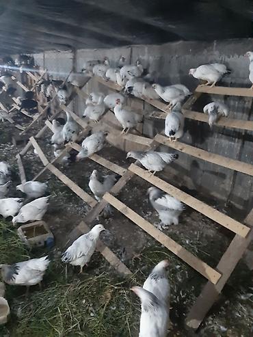 куры живые: Продаются куры и петушки породы Адлерская серебристая, молодые так же — 9