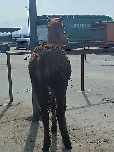 Лошади, кони: Продаю | Жеребенок | Рабочий — 3