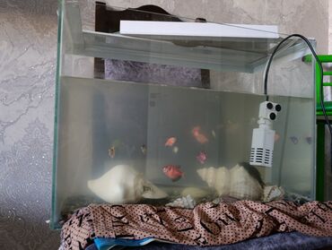 Boşqablar: Dördbucaq akvarium, Balıqlarla birlikdə, 30 l