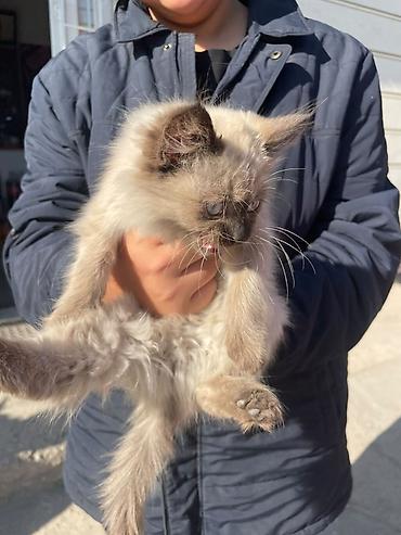 кошки свинкс: 🐱 Пушистые котята ищут новый дом! Нашли двух красивых котят — сестра — 5