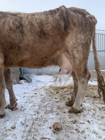 Коровы, быки: Продаю | Корова (самка) | Алатауская, Симментальская | На откорм, Для разведения, Для молока | После отела — 17