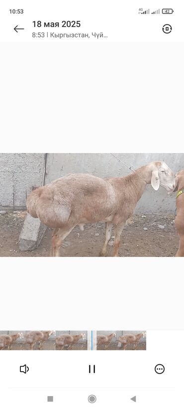 продажа кукурузу: Кочкор 4 зуба прямой сын Вованыча