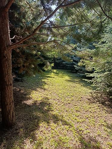 Продажа дачи: 3 комнаты, 70 м², 15 соток, Холодная вода, Электричество at lalafo.kg — 21 Продажа дачи: 3 комнаты, 70 м², 15 соток, Холодная вода, Электричество — 21