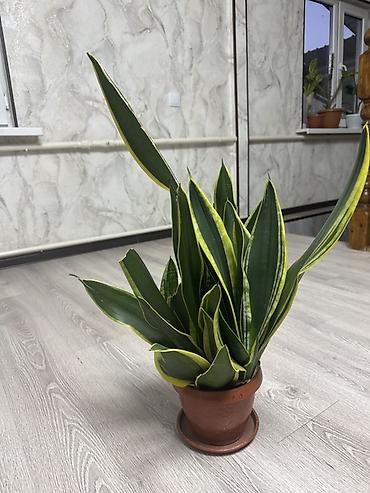 пеларгония синяя купить: Сансевиерия (Sansevieria trifasciata) в горшке. - Разновидность: с — 1