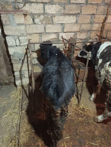 Dana, buzov: Erkey danalardır bordaga yarayır 3də ərkəydi qiymətdə cüzi endirim — 8