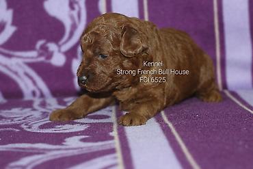 mačka prodaja: Registrovana odgajivacnica "Strong French Bull House " FCI 6525 ima u — 2