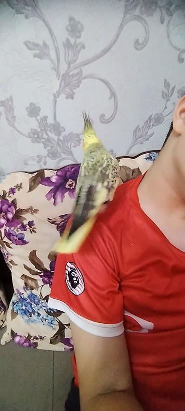 dele satisi: Ele oyresmis dislemeyen korelladir.kimse oyanmasa ses — 5