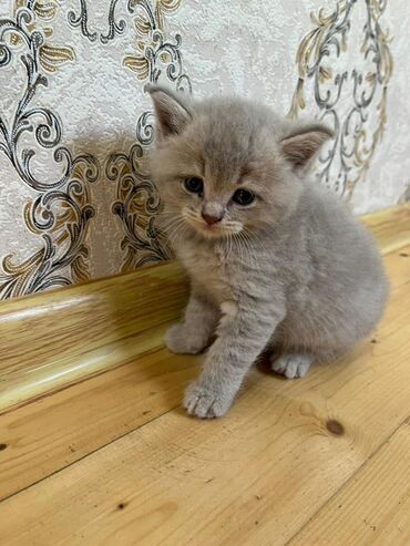 в добрые руки котята: Золотая шиншилла, Самка