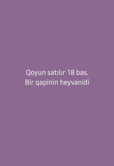 coban iti satiram: Məhsul: Qoyun sürüsü Təsvir: - 18 baş qoyun satılır. - “Bir qapının